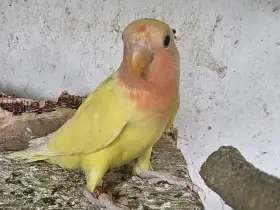 Agapornis růžohrdlý, Holoubek diamantový