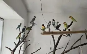 Agapornis škraboškový