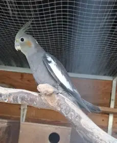 Korela