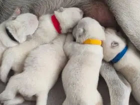 Kishu Inu (Goro bílý pes)