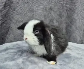Minilop