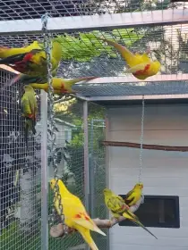 Kakadu ruzovy,lutino,horsky mutacie