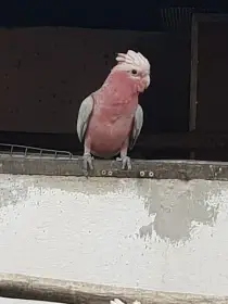 Kakadu růžový