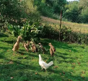 Prodám káčata indické běžce