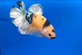 Bojovnice- Betta splendens