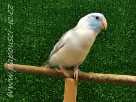 Papoušíček šedokřídlý - modrá straka