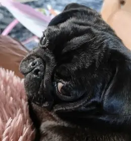 Mops s PP FCI