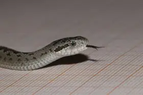 Vipera ursinii moldavica CB06/2025