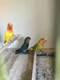 Agapornis růžohrdlý