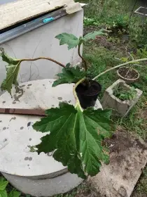 Gunnera manicata