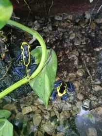 Dendrobates Tinctorius