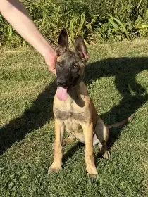 Belgický ovčák malinois s PP
