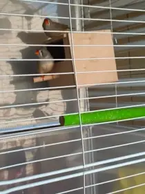 2 právě odchované zebřičky