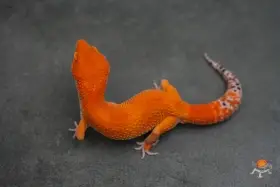 Gekončík noční (Eublepharis macularius)
