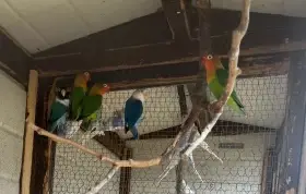 Agapornis