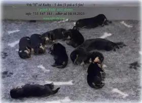 Rottweiler - štěňata s pp
