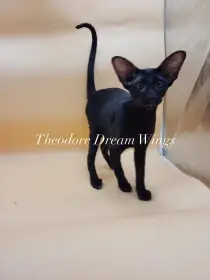Kocour Theodore Dream Wings