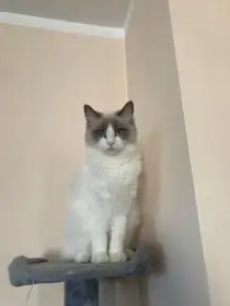 Prodám kočičku, typ Ragdoll (2 roky, bez PP)