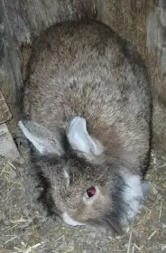Zakrslý králík