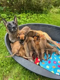 Belgický ovčák Malinois – rezervace štěňátek s PP