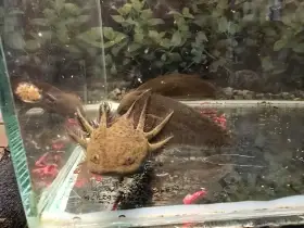 Axolotl mexický