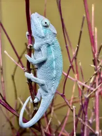 Furcifer Pardalis Nosy Be