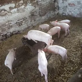 Prodám selata na gril