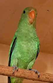 Agapornis.etiopský
