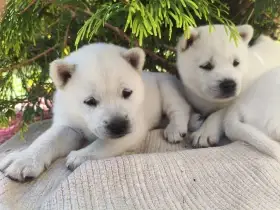 Kishu Inu s PP
