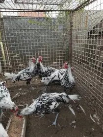 Hamburčanka - kohouti.