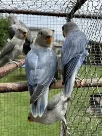 Agapornis růžohrdlý