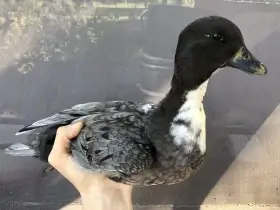 Kachny zakrslé