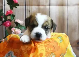 Jack Russell terier s PP