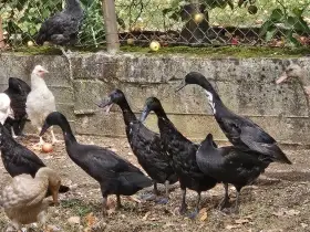 Indický běžec