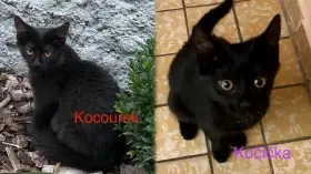 Darujeme dvě černá koťata – kocourka a kočičku 
