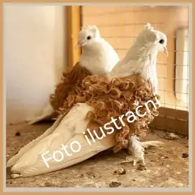 Koupím kudrnáče