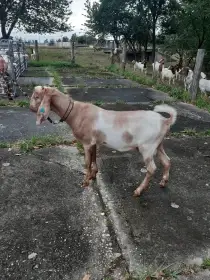 Anglonubijský kozlík 100% s PoP
