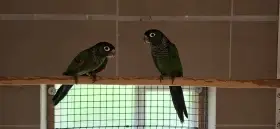 Pyrura hnedoocasý andský/Pyrrhura melanura souancei