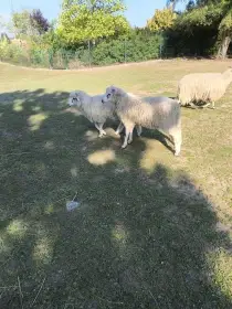 Valaška původní beranci