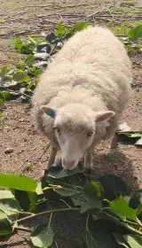 Qussantská ovečka