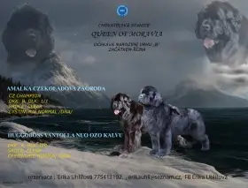 Novofundlandský pes ČERNÁ štěňátka