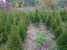 Thuje smaragd na živý plot