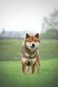 Nabídka kryti- Shiba s FCI PP