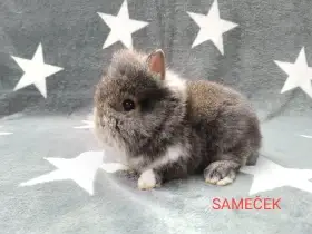 Prodám zakrslé králíčky