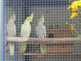 Prodám letošní mladé korely