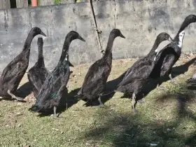Indický běžec