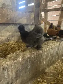 Prodám slepičku v barvě tmavě modre