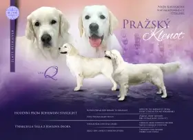 Štěňátka zlatého retrívra s PP,  pouze chlapečci