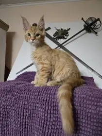 Mainská mývalí koťata