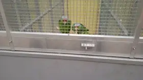 Amazoňan fialovotemenny